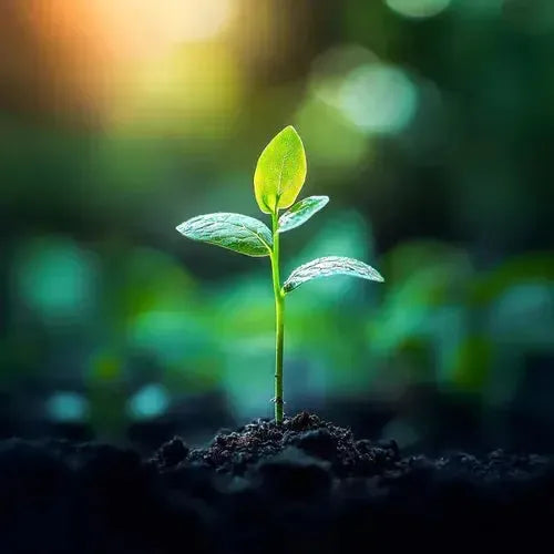 Young green plant sprouting from the dark soil, symbolizing growth and eco-consciousness.