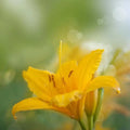 Vibrant yellow lily flower with soft green background, capturing the essence of spring and freshness.