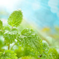 Fresh green mint leaves glistening in sunlight, perfect for invigorating scents and natural fragrances.
