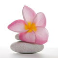 Pink frangipani flower atop smooth gray stones, symbolizing tranquility and tropical beauty.