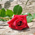 Fresh cut red rose with green leaves on rustic wood, embodying the essence of floral fragrance and natural beauty.
