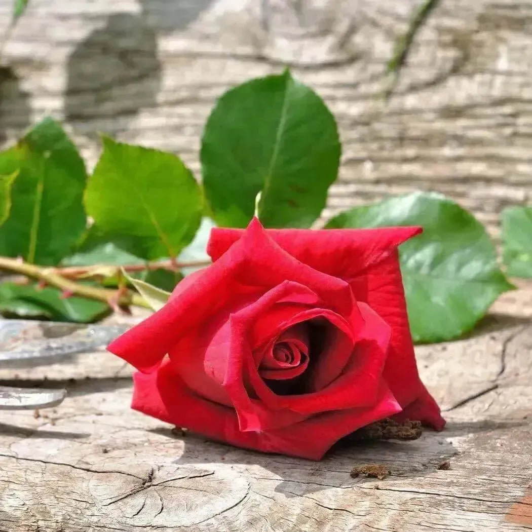 Fresh cut red rose with green leaves on rustic wood, embodying the essence of floral fragrance and natural beauty.