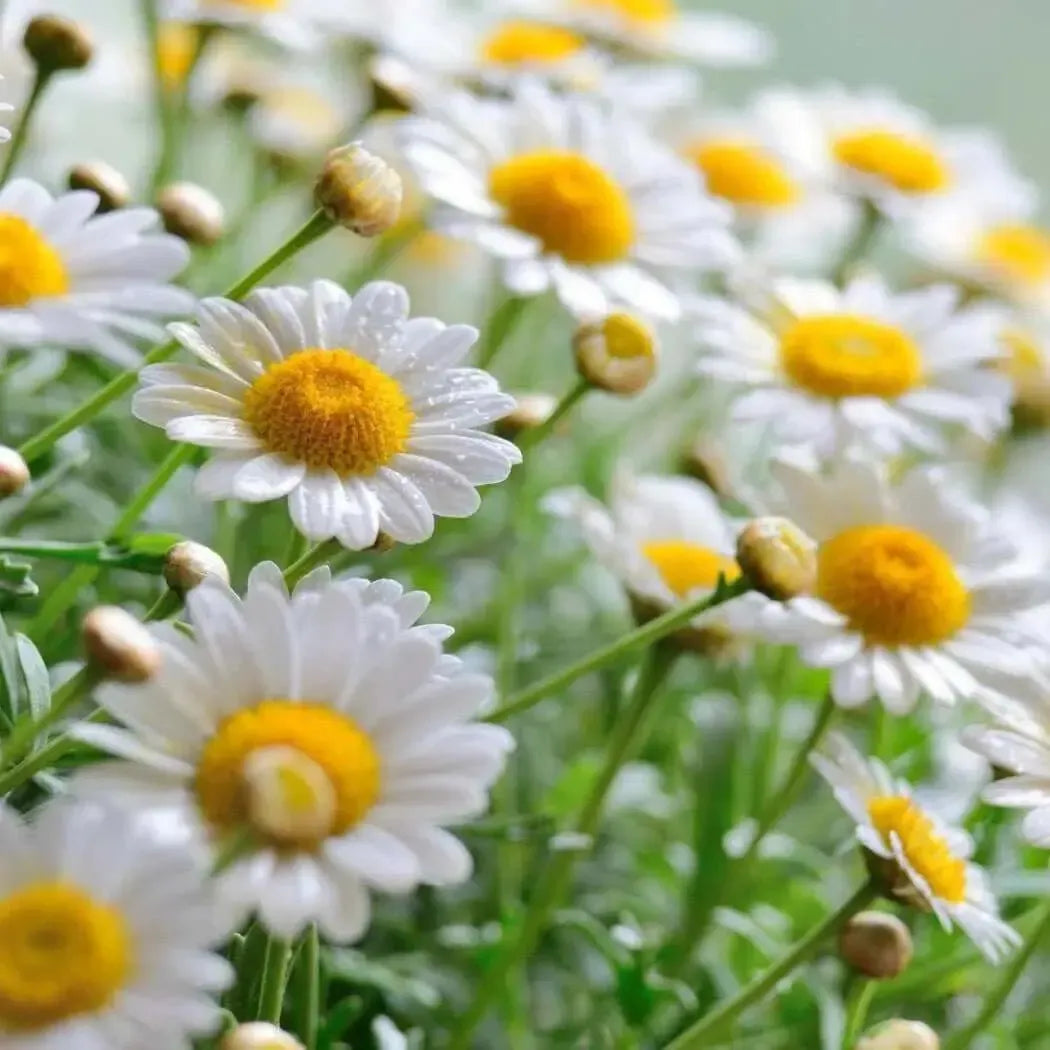 A close-up of vibrant white daisies with yellow centers, symbolizing freshness and beauty in nature.