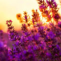 Vibrant lavender flowers blooming at sunset, showcasing the essence of Lavender 40/42 Essential Oil.