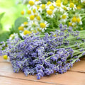 Fresh lavender and chamomile flowers, showcasing soothing scents blended for relaxation and tranquility.