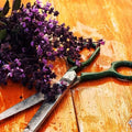 Freshly cut lavender flowers and green scissors on a wooden table, capturing the essence of nature.