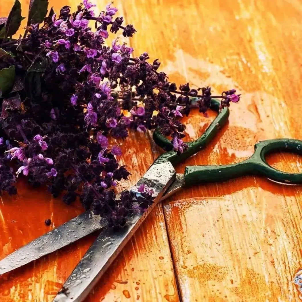 Freshly cut lavender flowers and green scissors on a wooden table, capturing the essence of nature.