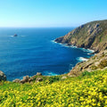Scenic coastal view with bright yellow flowers, rocky cliffs, and a serene blue ocean under a clear sky.