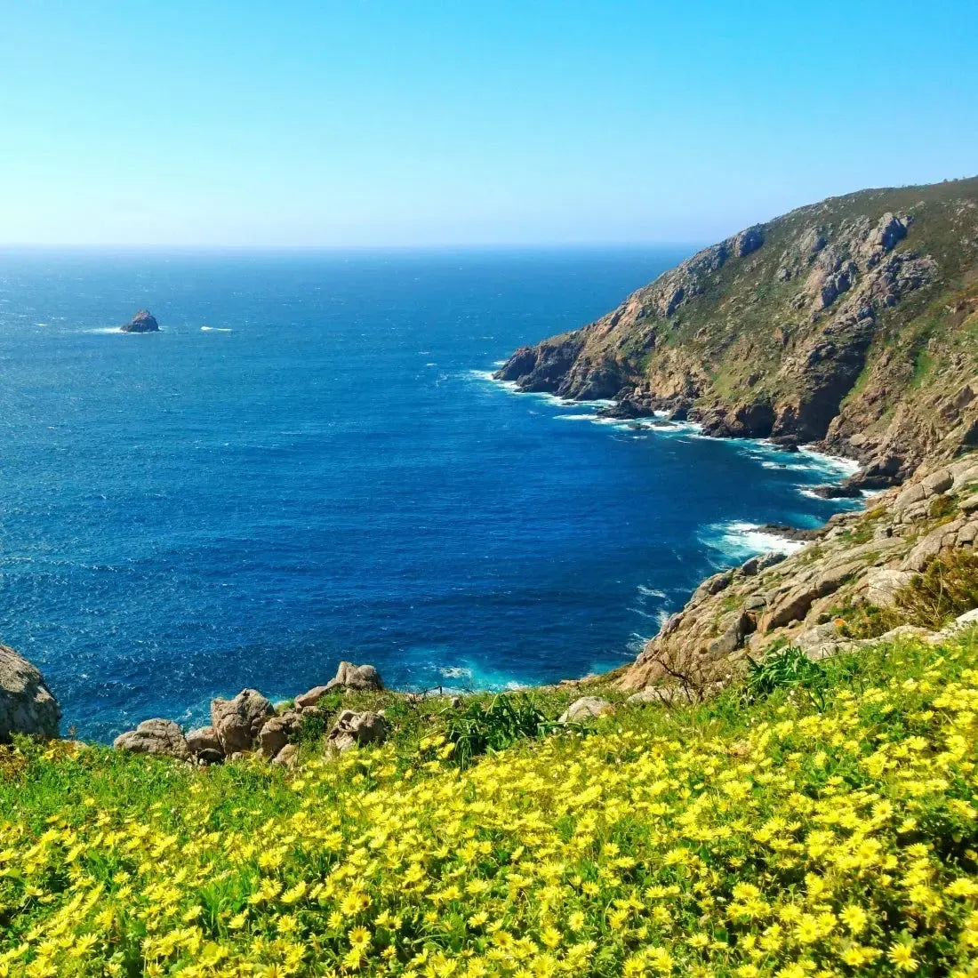 Scenic coastal view with bright yellow flowers, rocky cliffs, and a serene blue ocean under a clear sky.