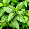 Close-up of vibrant mint leaves highlighting freshness for Mad About Mint fragrance oil.