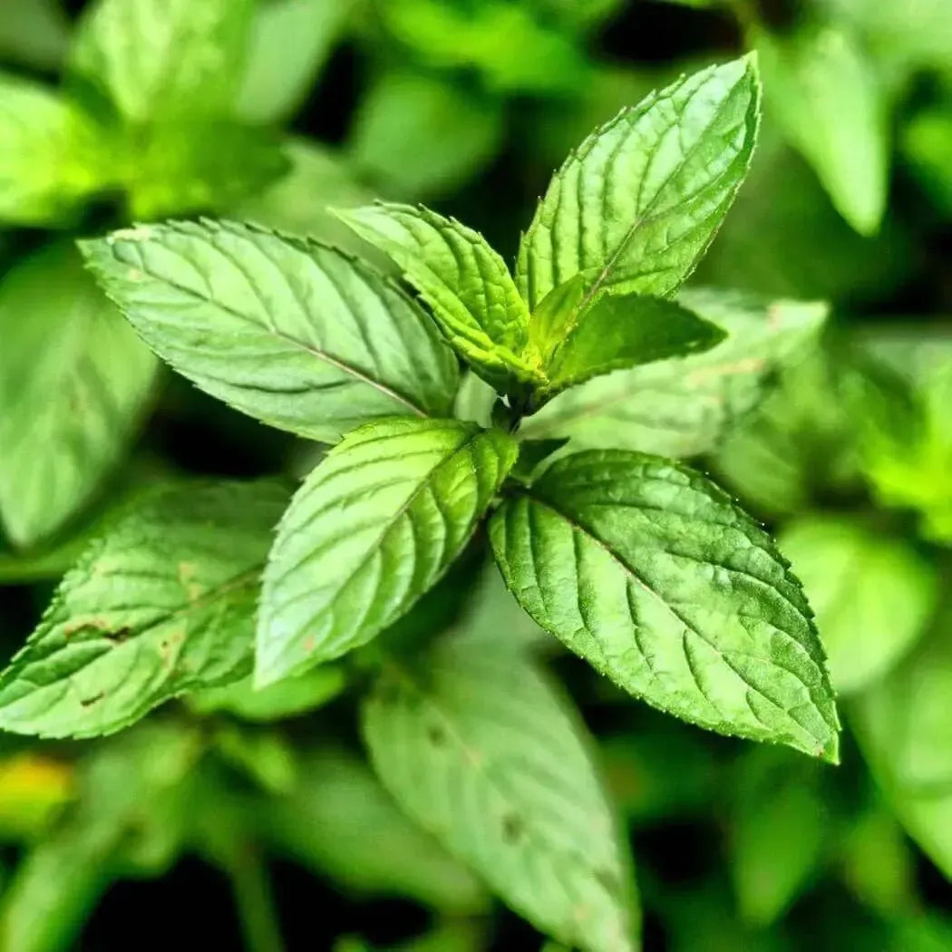 Close-up of vibrant mint leaves highlighting freshness for Mad About Mint fragrance oil.