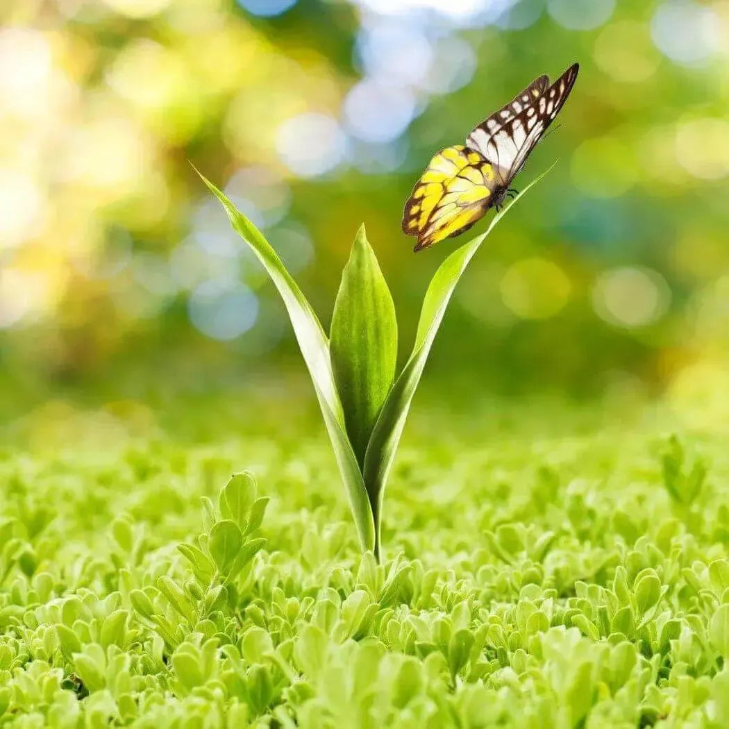 A vibrant butterfly perched on a green sprout, symbolizing renewal and the joy of spring's new beginnings.