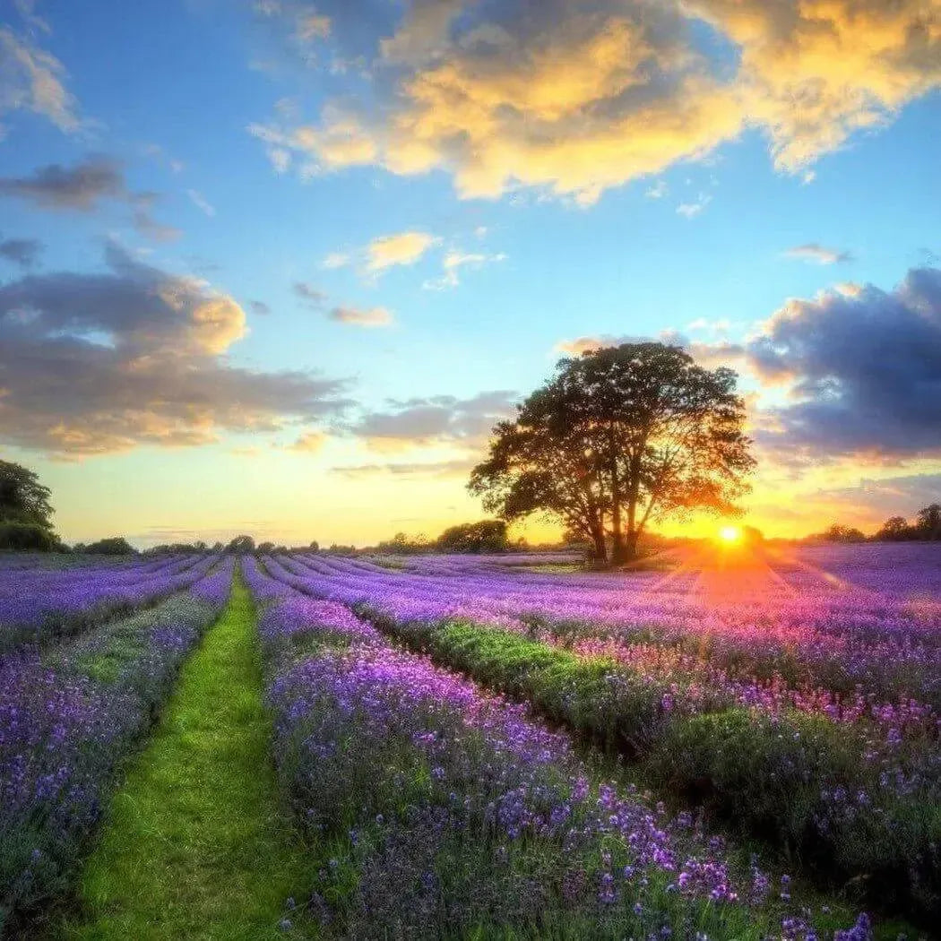 Serene lavender field at sunset, showcasing vibrant purple blooms under a colorful sky.