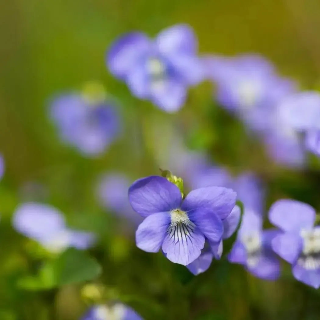 Close-up of vibrant purple violets with soft green background, capturing the charm of florals found in Parma Violet blend.