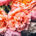 Vibrant peony flowers in shades of pink and peach creating a lush floral arrangement.