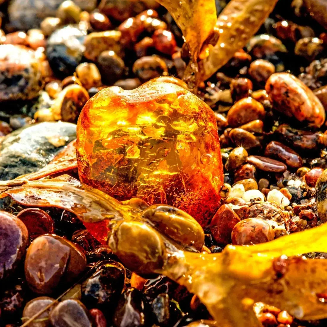 Close-up of amber gemstone resting on shiny pebbles and seaweed, showcasing nature's vibrant colors and textures.