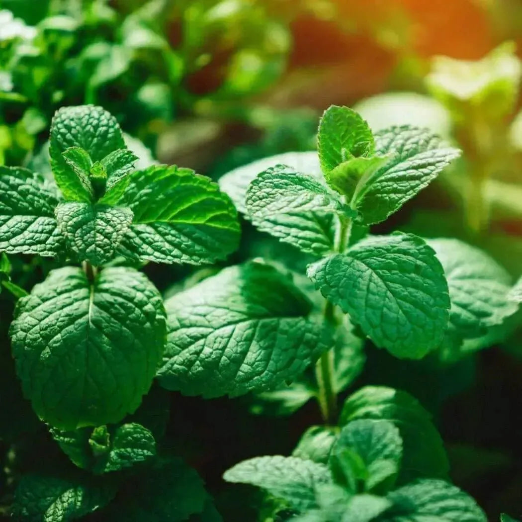 Fresh peppermint leaves, perfect for extracting invigorating peppermint essential oil.