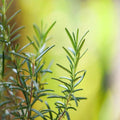 Fresh rosemary leaves showcasing vibrant green for aromatic essential oils.