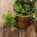 Herbs in a vintage pot: fresh mint leaves and rosemary, symbolizing our Rosemary Mint FO/EO blend.