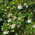 Fresh Sea Myrtle flowers in bloom, showcasing white petals and lush green foliage.