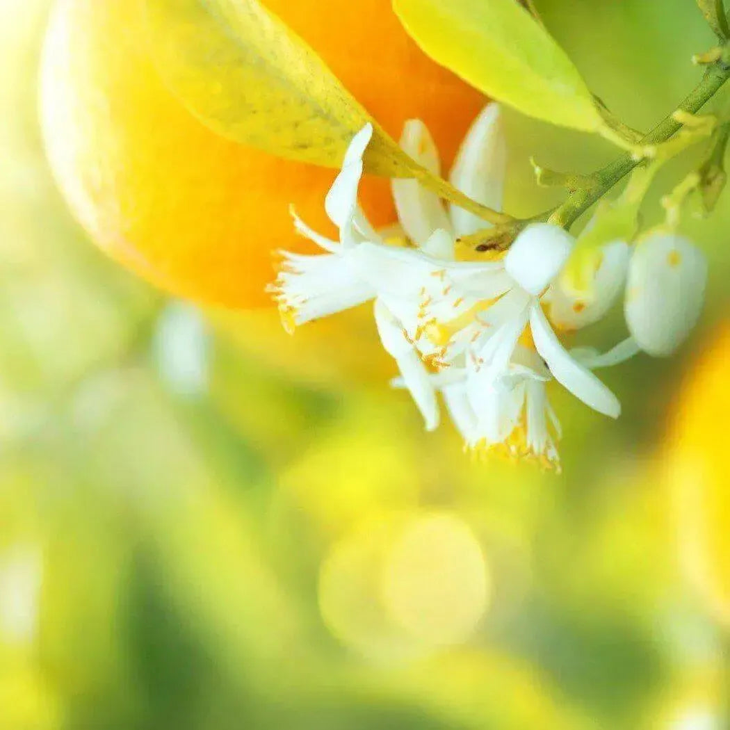 Close-up of a vibrant orange fruit with delicate white flowers amidst a dreamy green background.