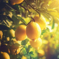 Bright yellow lemons hanging on a tree, capturing the vibrant essence of a sunny day.
