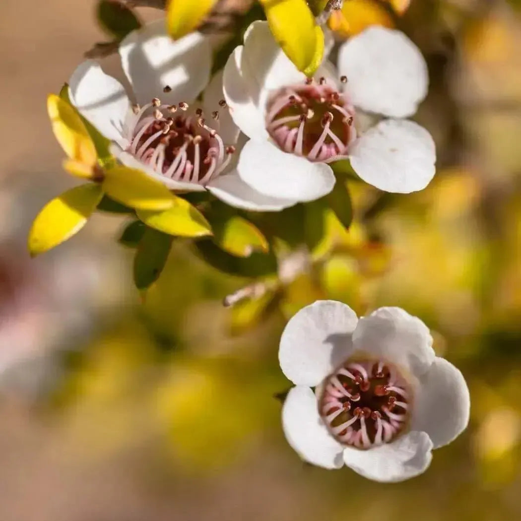 Close-up of delicate white flowers with pink centers amidst vibrant green leaves.