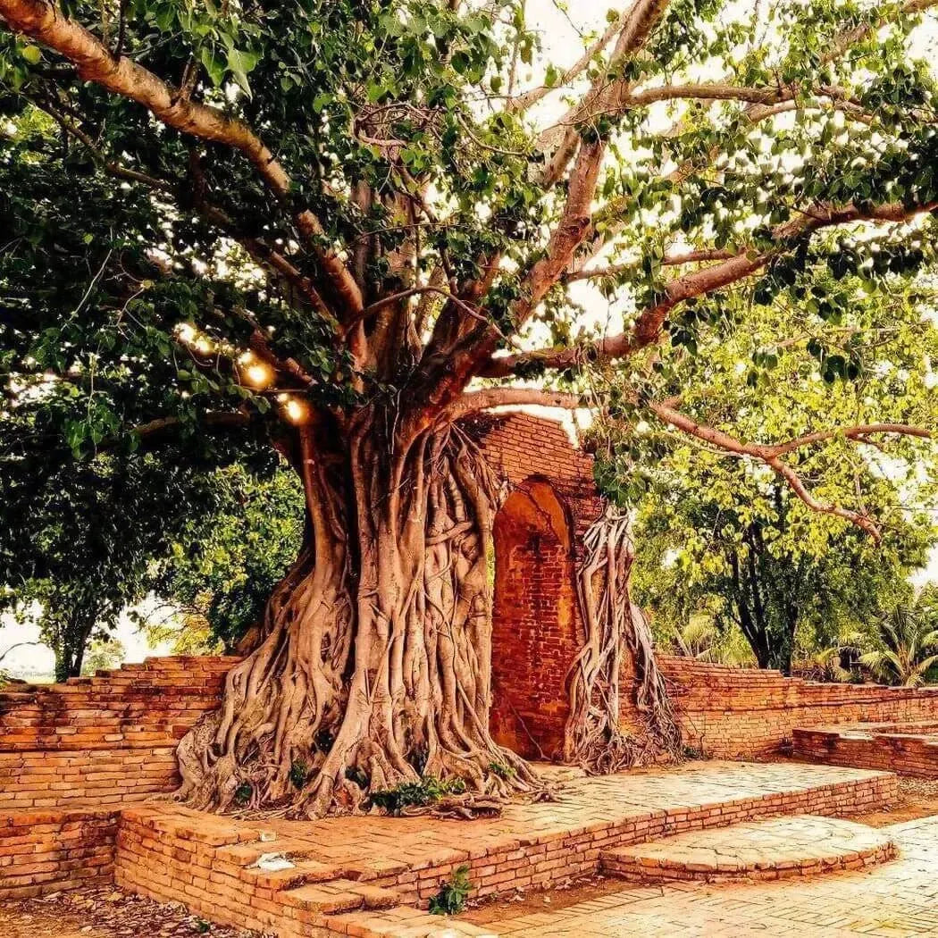 Majestic temple tree with sprawling roots by brick structure, evoking serenity and natural beauty.