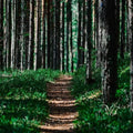 Serene forest path surrounded by tall trees and lush greenery, inviting exploration and connection with nature.