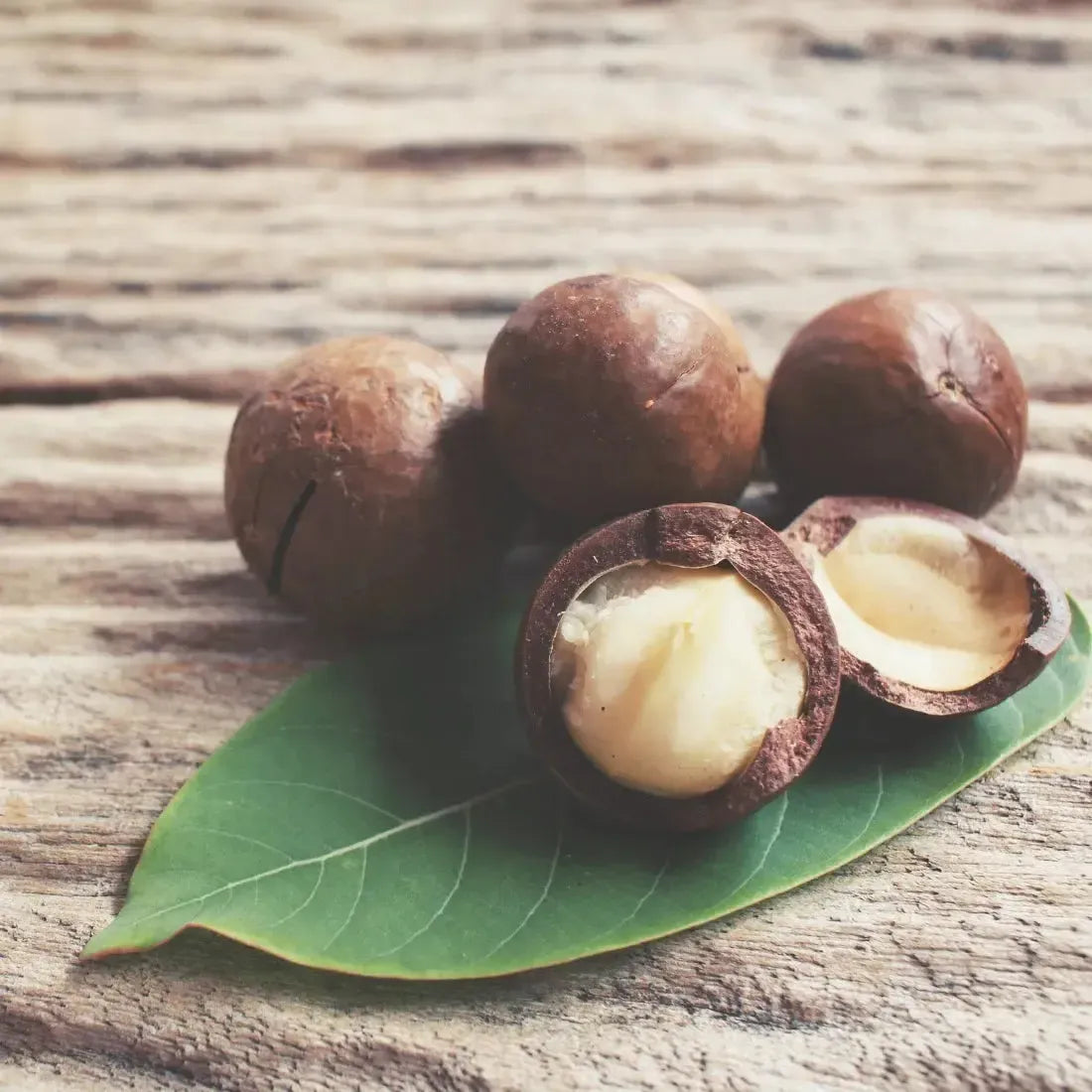 Macadamia nuts on a green leaf, showcasing the inner creamy goodness, perfect for fragrance oil ingredients.