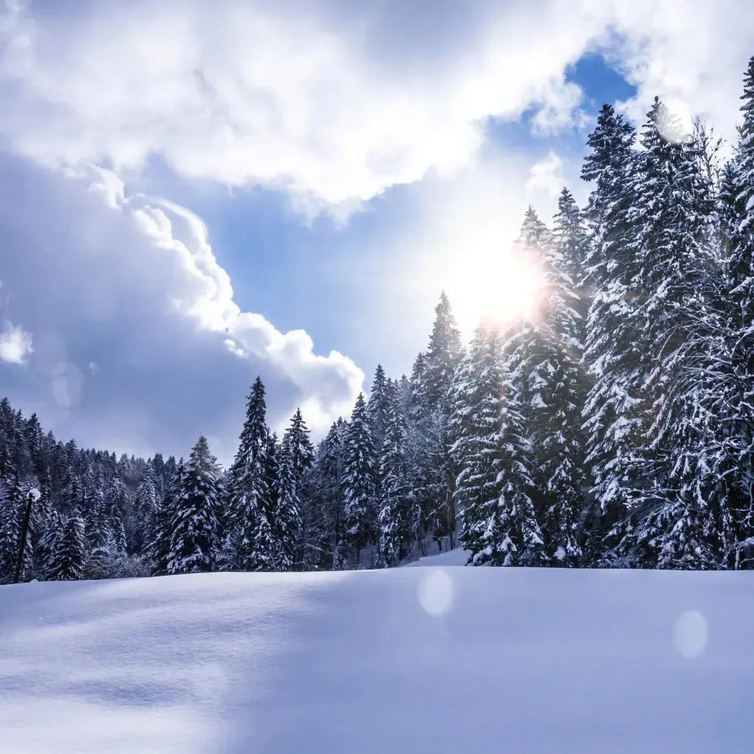 Serene winter landscape with snow-covered trees under a bright sky, evoking the essence of a winter wonderland.