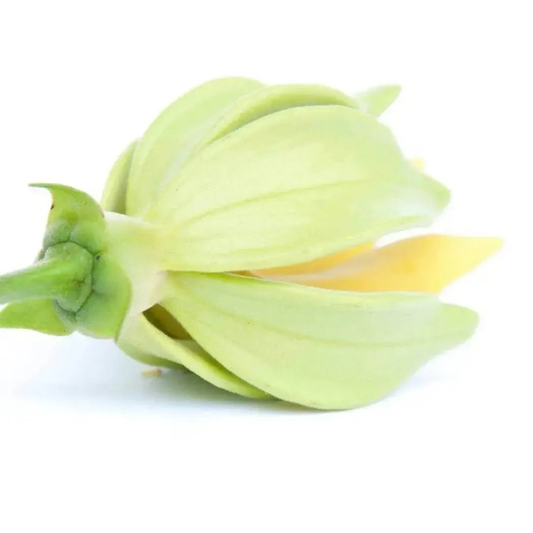 Ylang Ylang flower showcasing its unique green petals, ideal for Ylang & Amber fragrance oil blend.